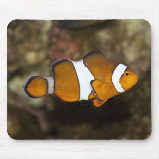 Ocellaris Clownfish Muismat (Voorkant)