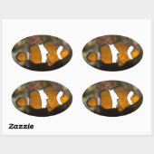 Ocellaris Clownfish Ovale Sticker (Vel)