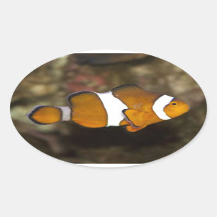 Ocellaris Clownfish Ovale Sticker