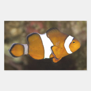 Ocellaris Clownfish Rechthoekige Sticker
