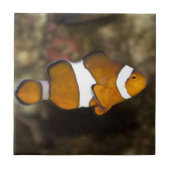 Ocellaris Clownfish Tegeltje (Voorkant)