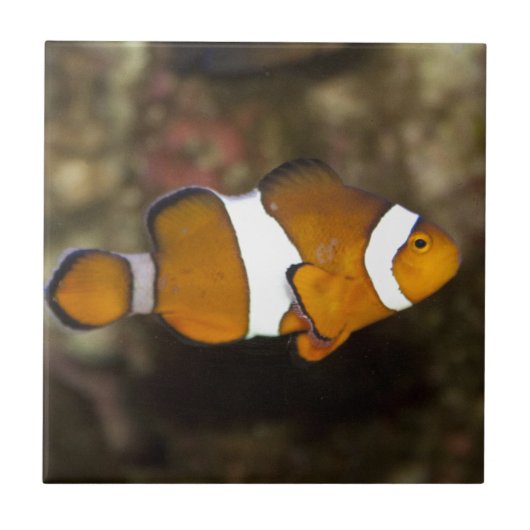 Ocellaris Clownfish Tegeltje (Voorkant)