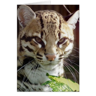 Ocelot