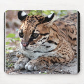 Ocelot 02 11x11 muismat (Voorkant)