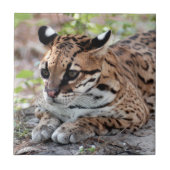Ocelot 02 9x9 tegeltje (Voorkant)