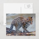 ocelot baby4x6 briefkaart (Voorkant / Achterkant)