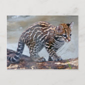 ocelot baby4x6 briefkaart (Voorkant)