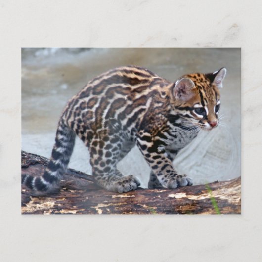 ocelot baby4x6 briefkaart (Voorkant)