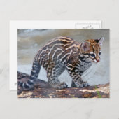ocelot baby4x6 briefkaart (Voorkant / Achterkant)