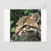 Ocelot Briefkaart (Voorkant)