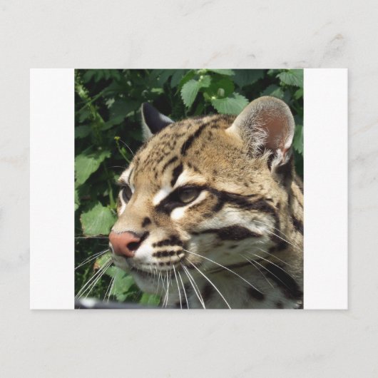 Ocelot Briefkaart (Voorkant)