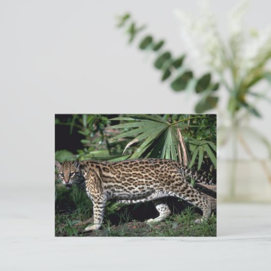 Ocelot Briefkaart (Staand voorkant)