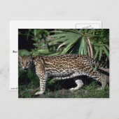 Ocelot Briefkaart (Voorkant / Achterkant)