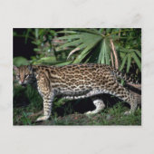 Ocelot Briefkaart (Voorkant)