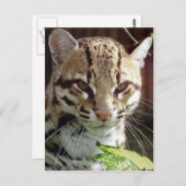 Ocelot Briefkaart (Voorkant / Achterkant)