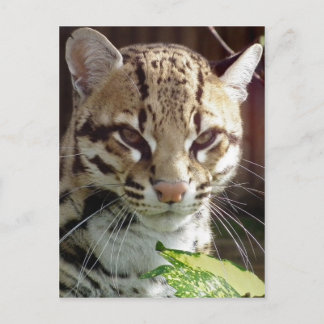 Ocelot Briefkaart