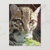 Ocelot Briefkaart (Voorkant)