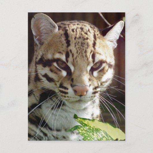 Ocelot Briefkaart (Voorkant)
