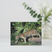 Ocelot Briefkaart (Staand voorkant)