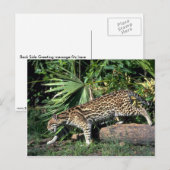 Ocelot Briefkaart (Voorkant / Achterkant)
