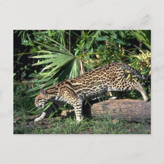 Ocelot Briefkaart (Voorkant)
