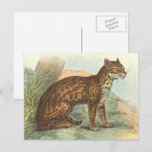 Ocelot Briefkaart (Voorkant / Achterkant)