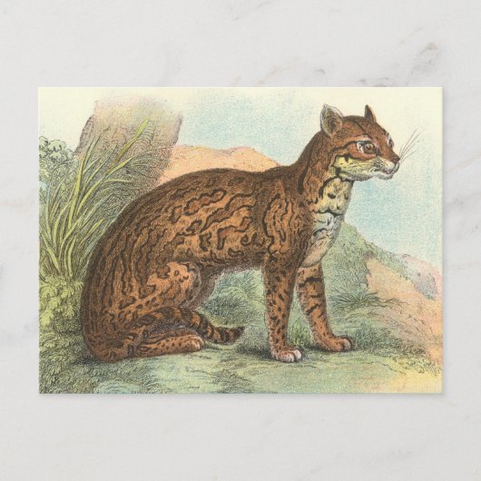 Ocelot Briefkaart (Voorkant)