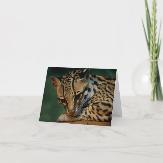 Ocelot-briefkaart Kaart (Voorkant)