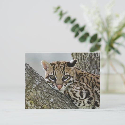 Ocelot, Felis pardalis, gevangenschap, vrouw dat r Briefkaart (Staand voorkant)