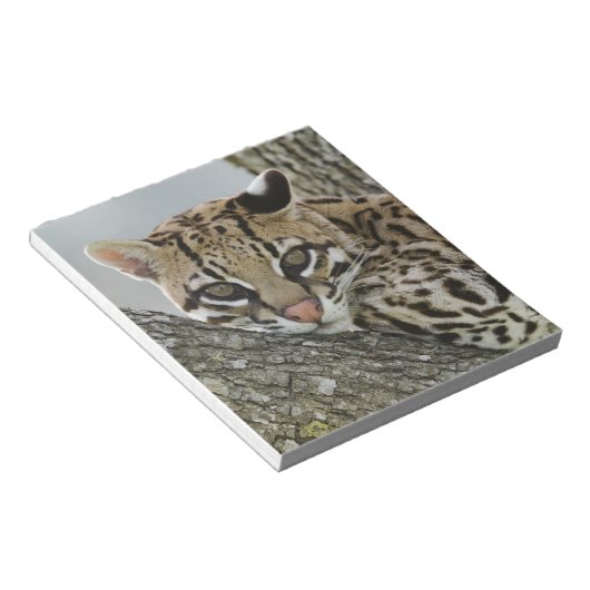 Ocelot, Felis pardalis, gevangenschap, vrouw dat r Notitieblok (Schuin)