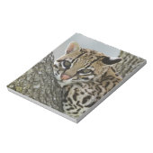 Ocelot, Felis pardalis, gevangenschap, vrouw dat r Notitieblok (Linkerzijde)