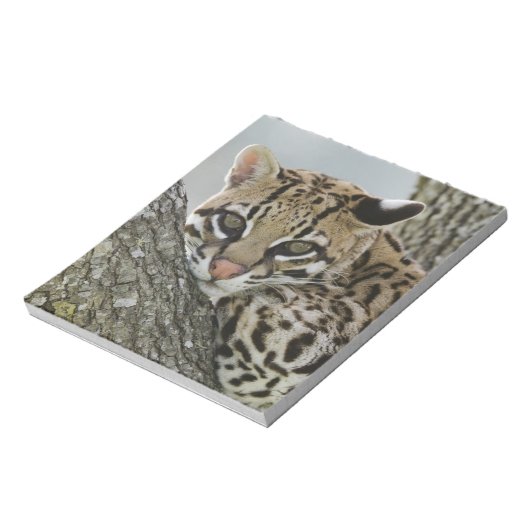Ocelot, Felis pardalis, gevangenschap, vrouw dat r Notitieblok (Linkerzijde)