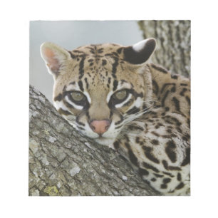 Ocelot, Felis pardalis, gevangenschap, vrouw dat r Notitieblok