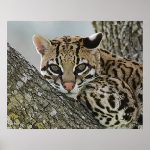 Ocelot, Felis pardalis, gevangenschap, vrouw dat r Poster