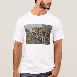 Ocelot, Felis pardalis, gevangenschap, vrouw dat r T-shirt