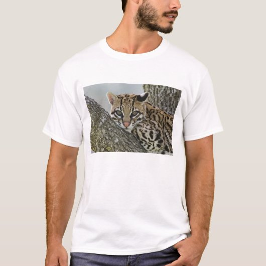 Ocelot, Felis pardalis, gevangenschap, vrouw dat r T-shirt (Voorkant)