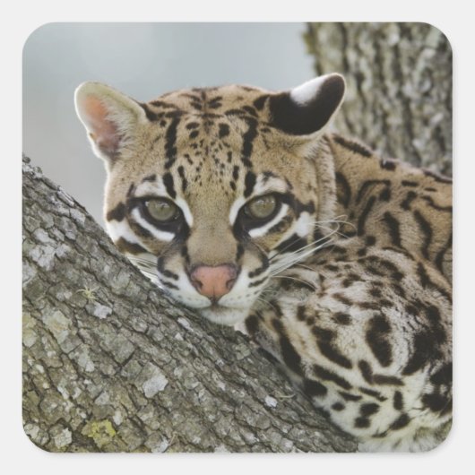 Ocelot, Felis pardalis, gevangenschap, vrouw dat r Vierkante Sticker (Voorkant)