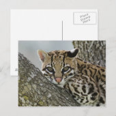 Ocelot, Felis pardalis, in gevangenschap, vrouwtje Briefkaart (Voorkant / Achterkant)