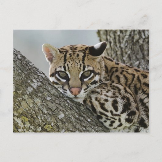 Ocelot, Felis pardalis, in gevangenschap, vrouwtje Briefkaart (Voorkant)