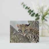 Ocelot, Felis pardalis, in gevangenschap, vrouwtje Briefkaart (Staand voorkant)