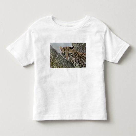 Ocelot, Felis pardalis, in gevangenschap, vrouwtje Kinder Shirts (Voorkant)