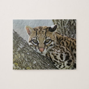 Ocelot, Felis pardalis, in gevangenschap, vrouwtje Legpuzzel