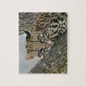 Ocelot, Felis pardalis, in gevangenschap, vrouwtje Legpuzzel (Verticaal)