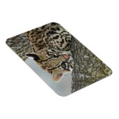 Ocelot, Felis pardalis, in gevangenschap, vrouwtje Magneet (Rechterzijde)