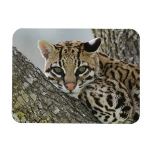 Ocelot, Felis pardalis, in gevangenschap, vrouwtje Magneet