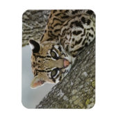 Ocelot, Felis pardalis, in gevangenschap, vrouwtje Magneet (Verticaal)