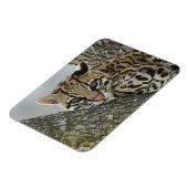 Ocelot, Felis pardalis, in gevangenschap, vrouwtje Magneet (Linkerzijde)
