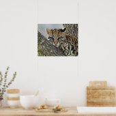 Ocelot, Felis pardalis, in gevangenschap, vrouwtje Poster (Keuken)
