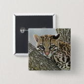 Ocelot, Felis pardalis, in gevangenschap, vrouwtje Vierkante Button 5,1 Cm (Voorkant /achterkant)