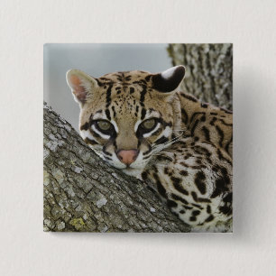 Ocelot, Felis pardalis, in gevangenschap, vrouwtje Vierkante Button 5,1 Cm